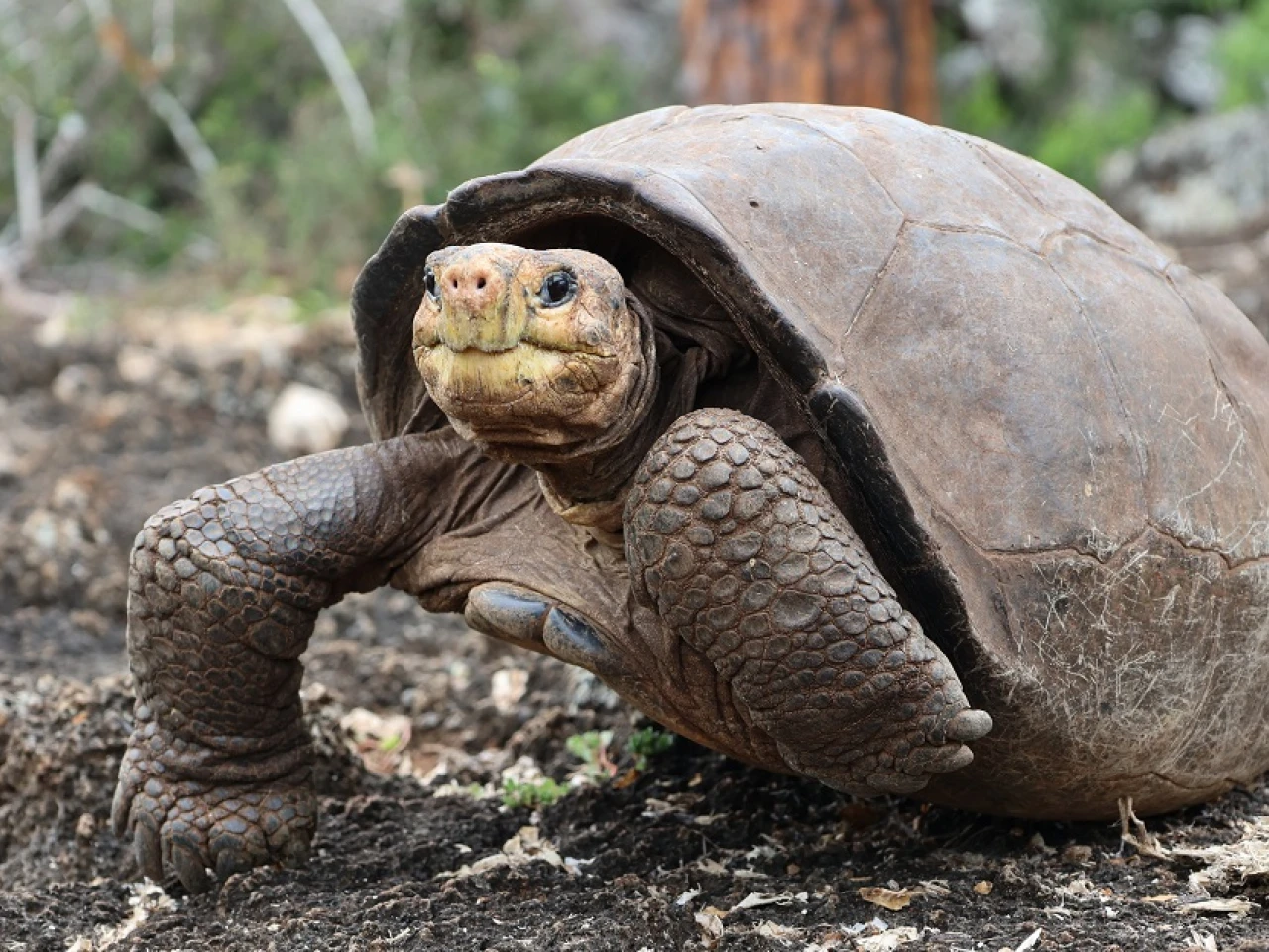 Expedición científica buscará parientes de Fernanda, la tortuga de Galápagos que se creía extinta