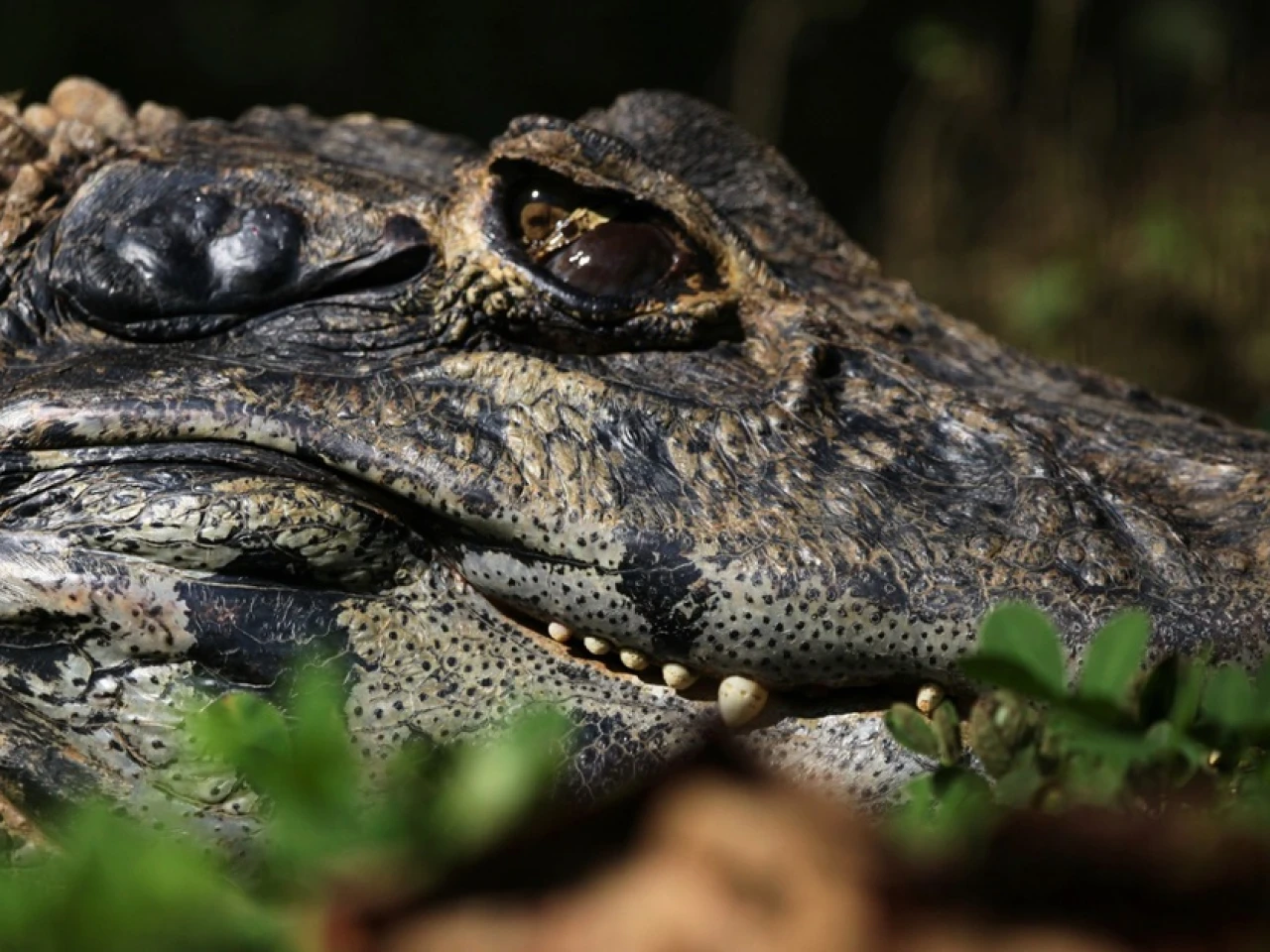 Yana Cocha, un bioparque que alberga animales rescatados