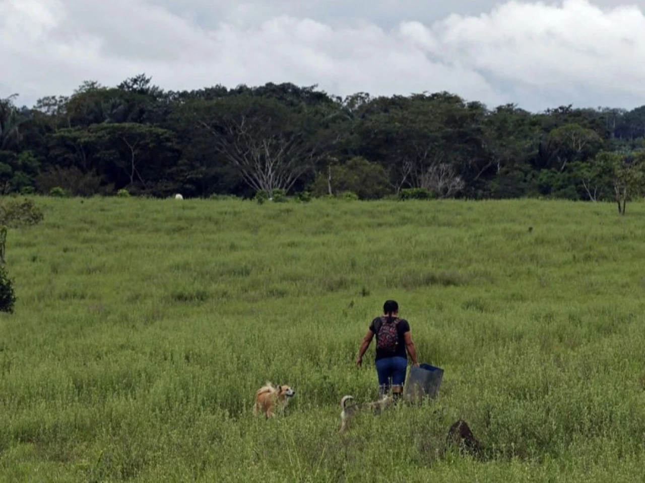 En 2024 se deforestaron 8,1 millones de hectáreas de bosque en el mundo