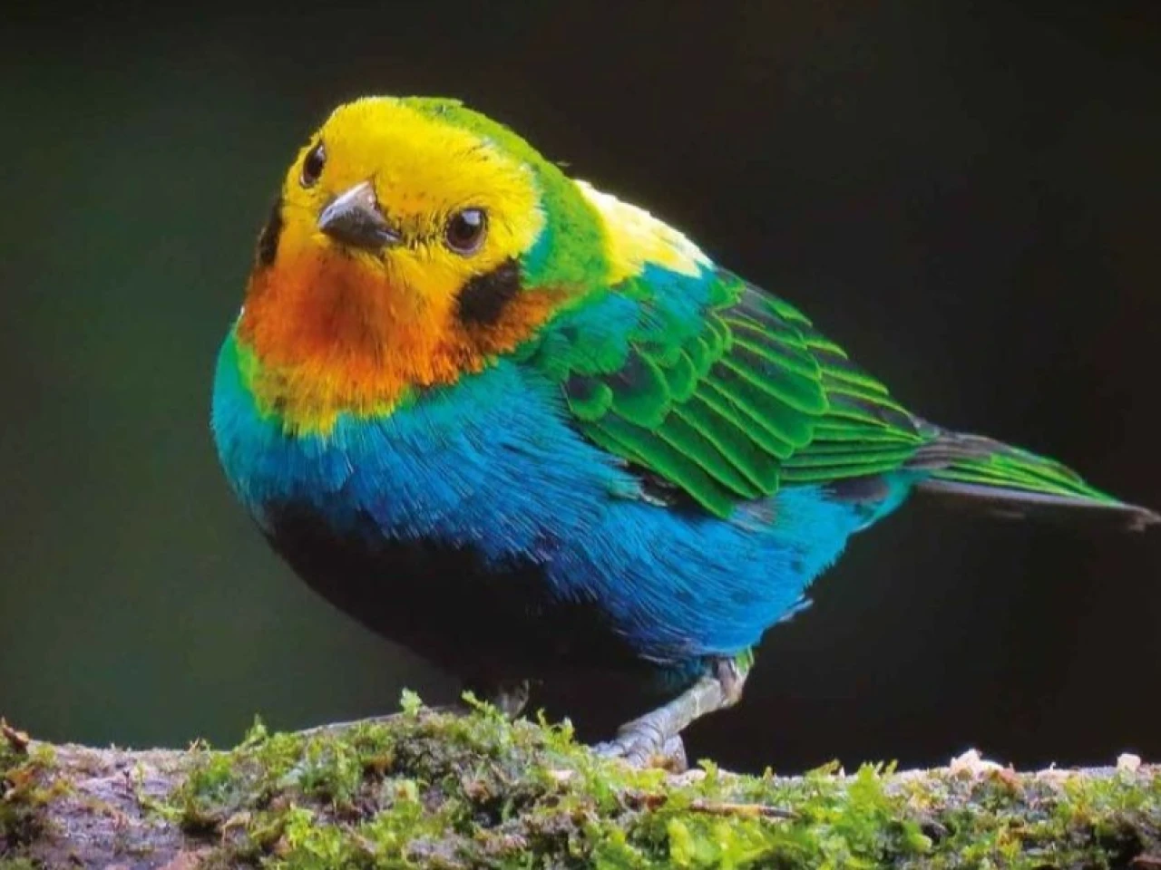 Colombia lideró el Global Big Day 2026 con 1.566 especies de aves registradas