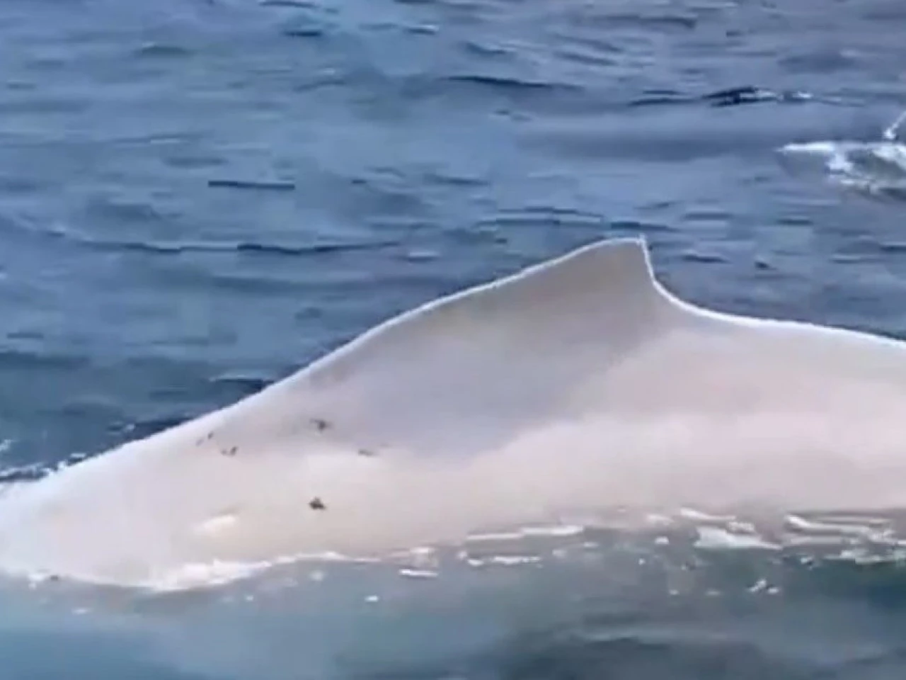 Ballena jorobada albina fue avistada en Puerto López