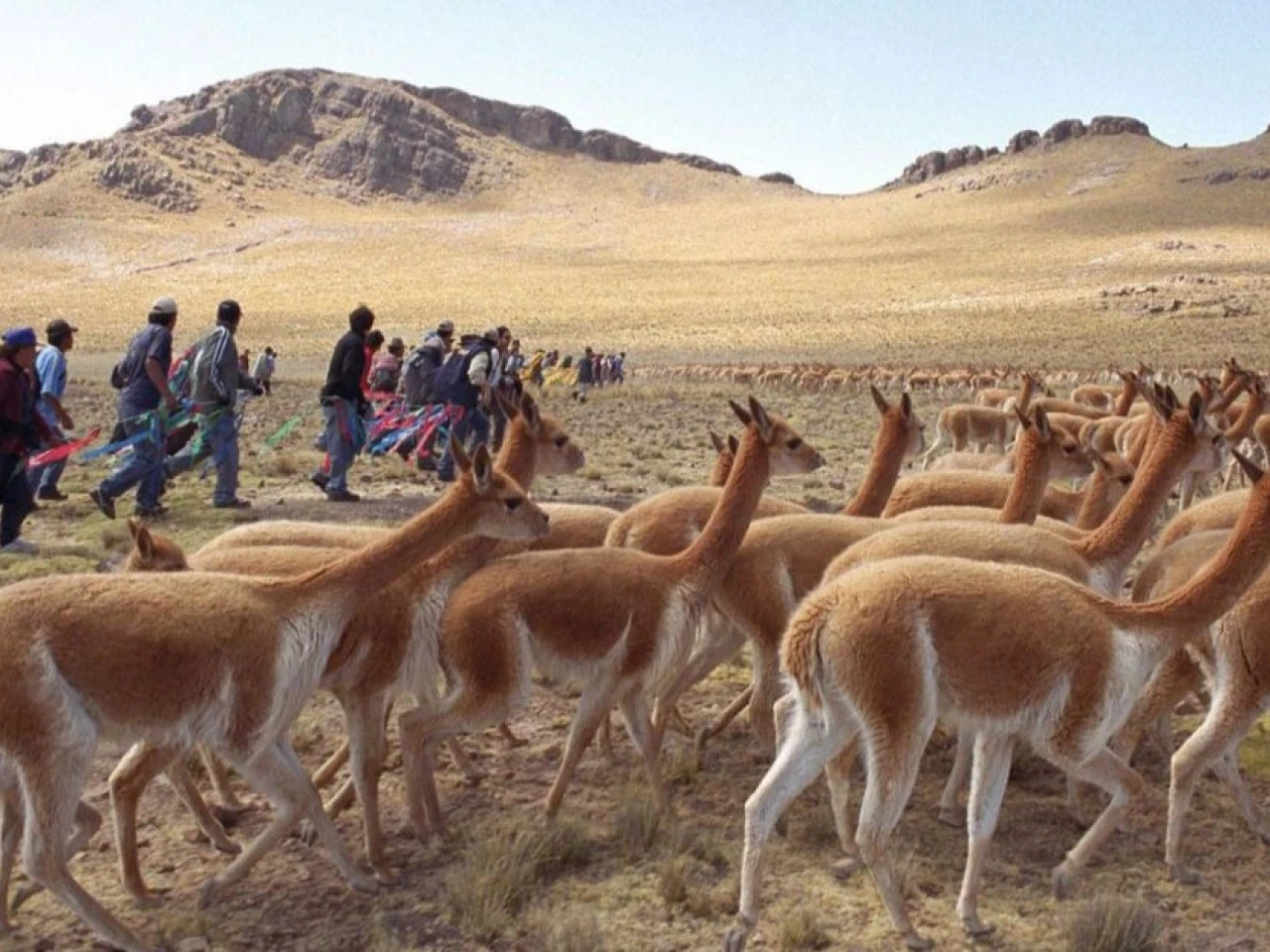 Perú aprobó ley para usar inteligencia artificial en la protección de vicuñas