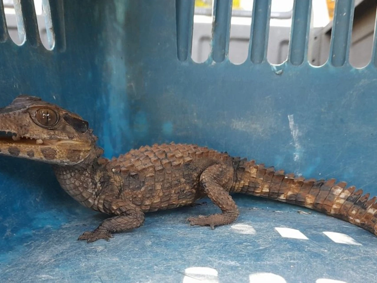 Investigación revela tráfico ilegal masivo de fauna silvestre en la Amazonía