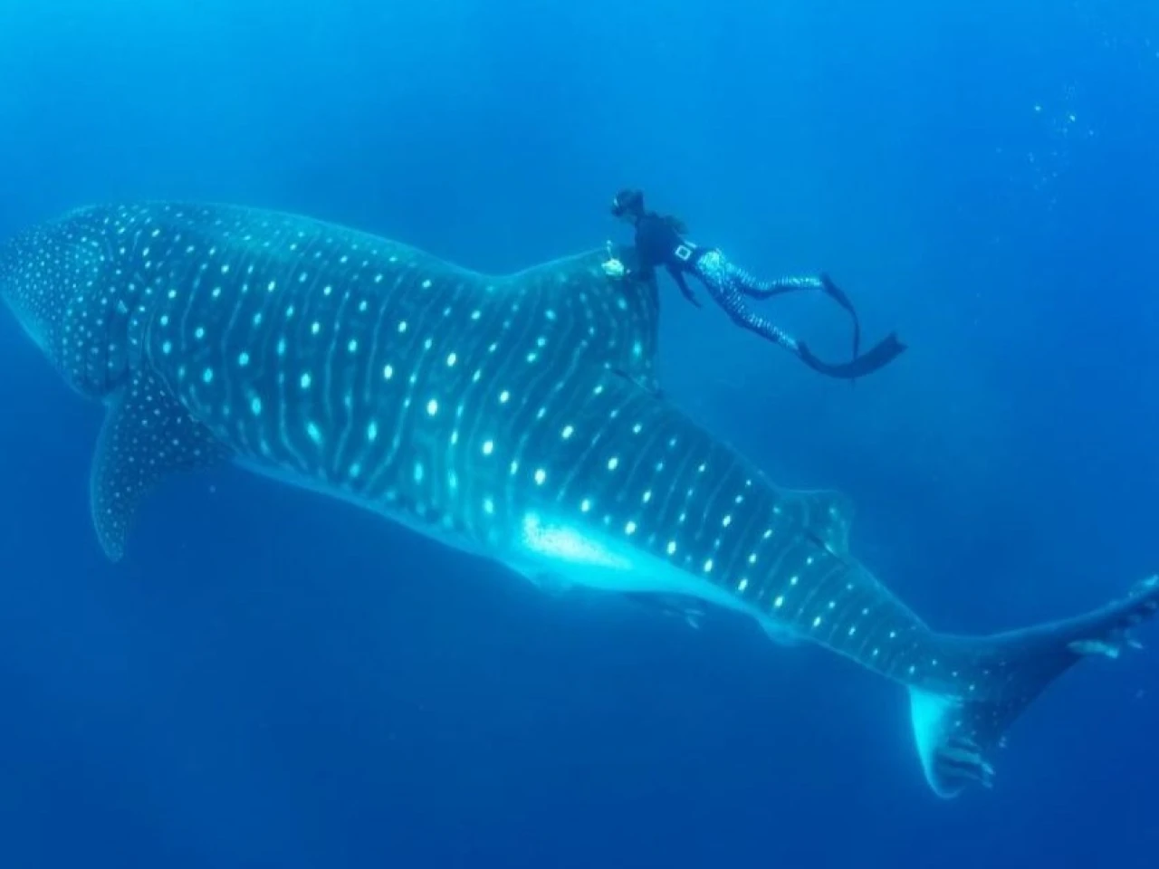 Ecuador impulsa investigación regional sobre migración del tiburón ballena