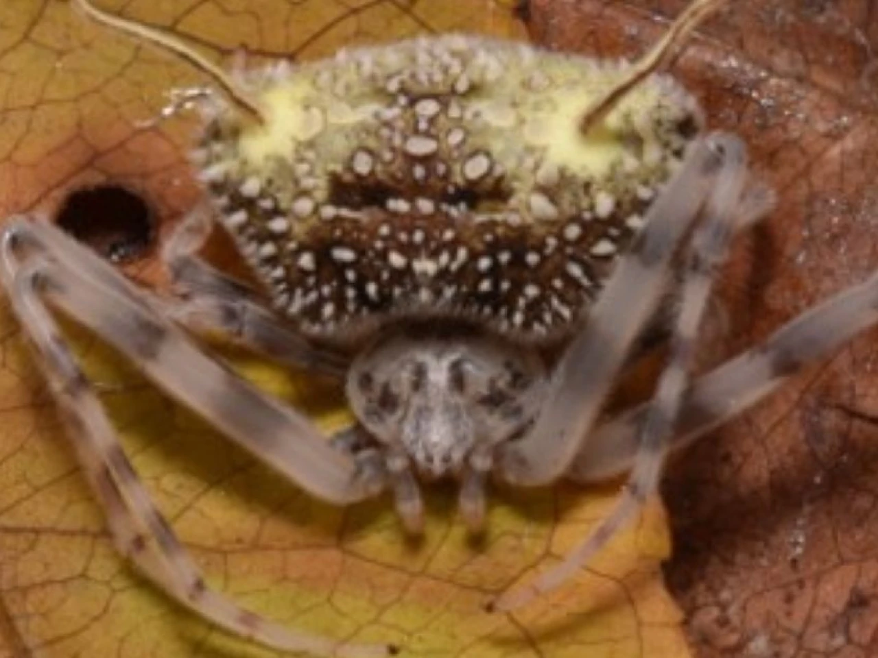 Nueva especie de araña amazónica sorprende por imitar a hongos que matan arácnidos