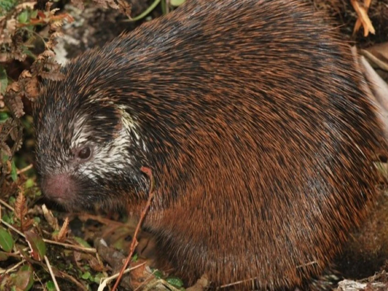 Científicos describen nueva especie de puercoespín en el Parque Nacional Sangay