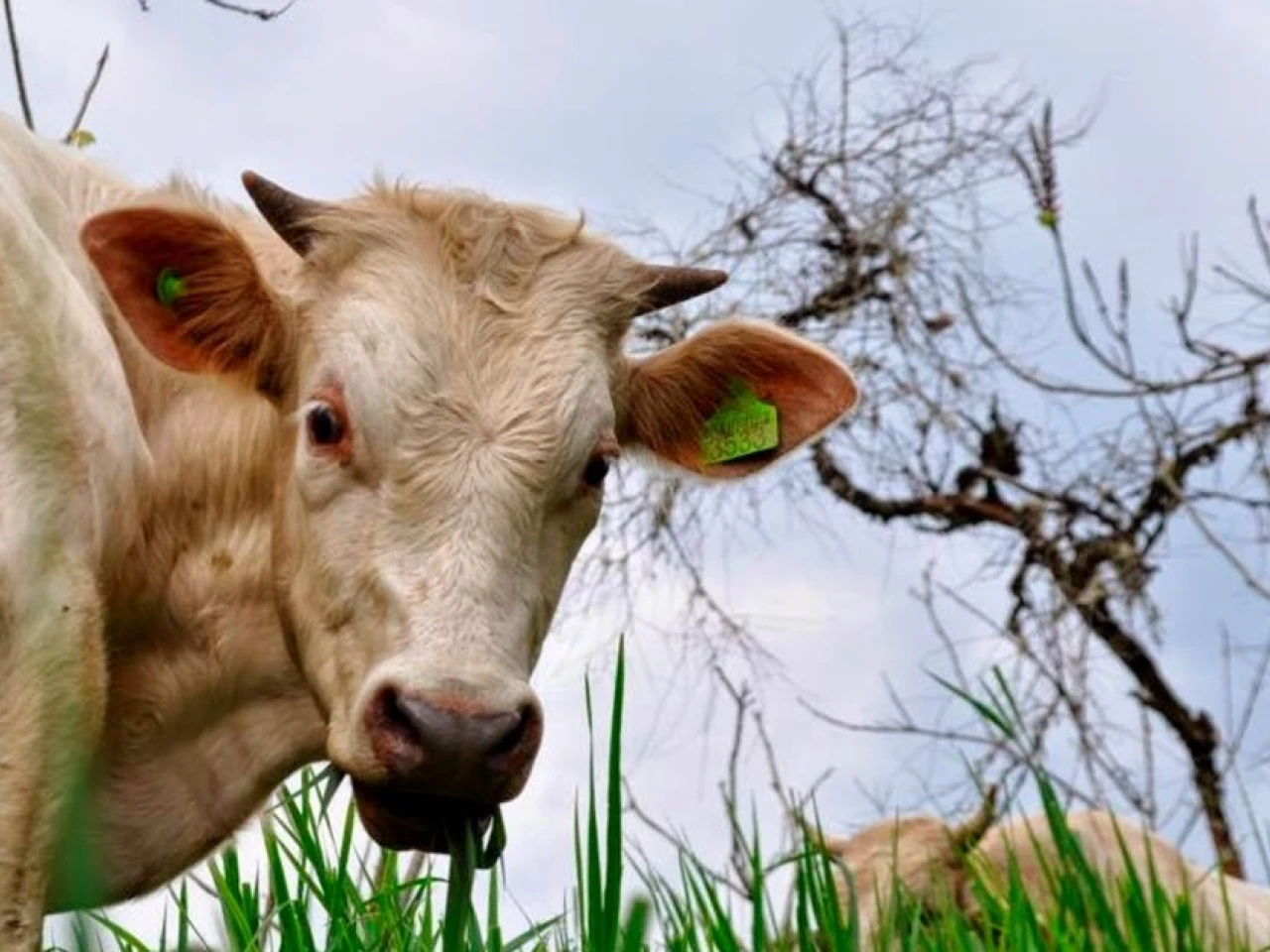 Zamora Chinchipe emprendió campaña para erradicar la rabia bovina 