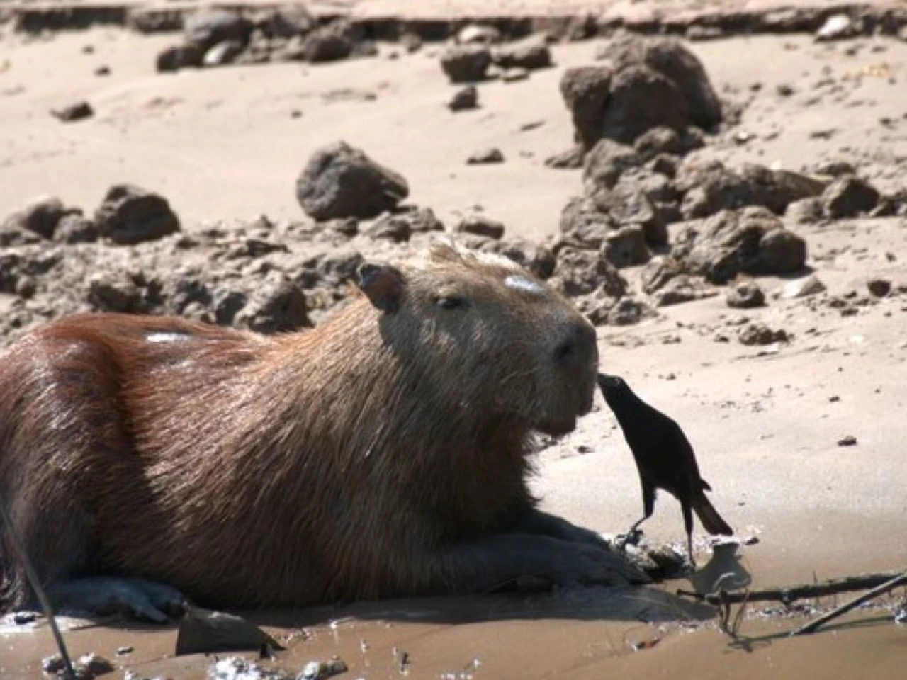 Perú: El capibara enfrenta amenazas 