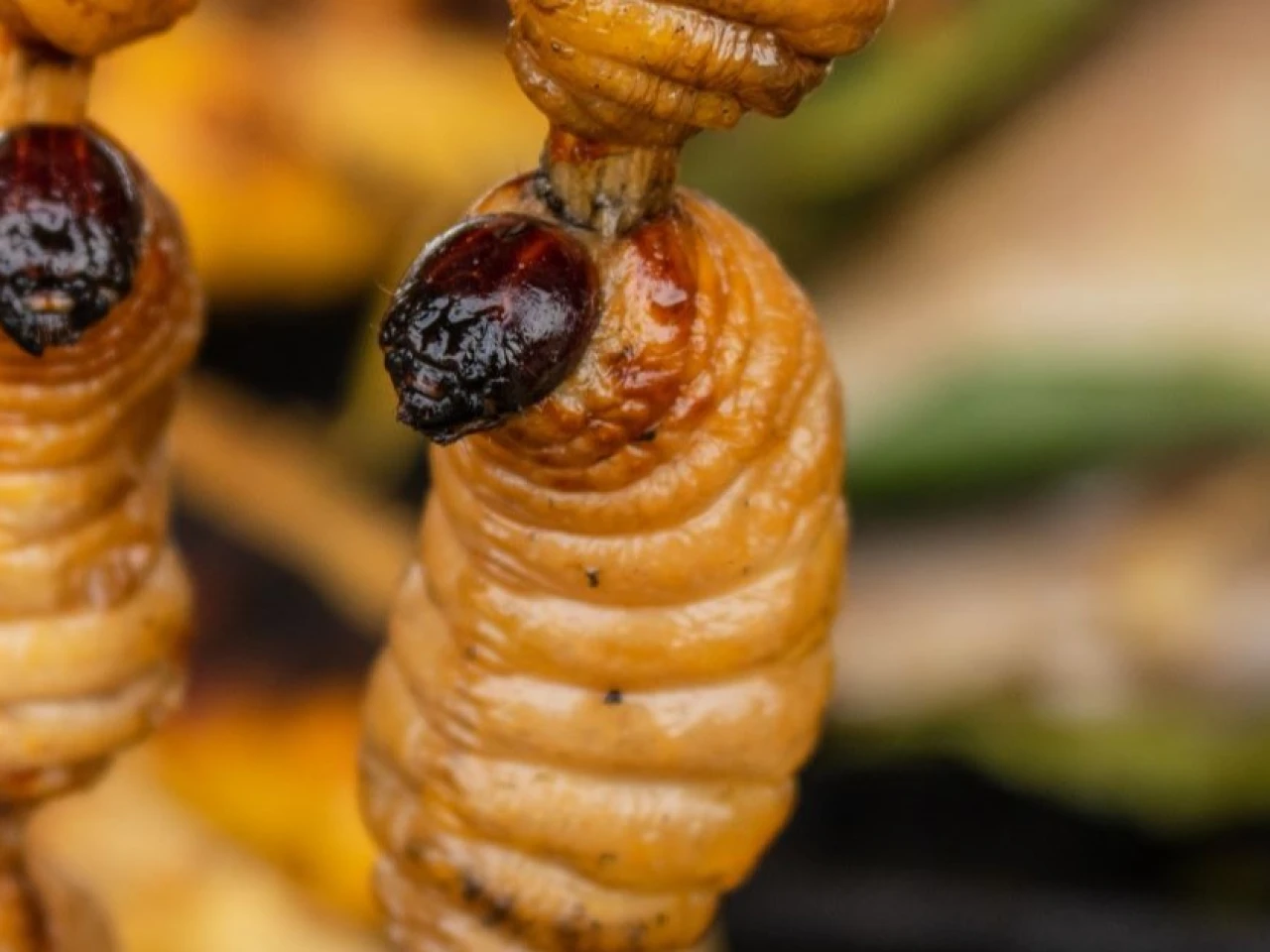 Los chontacuros o mayones, un tesoro culinario de Ecuador