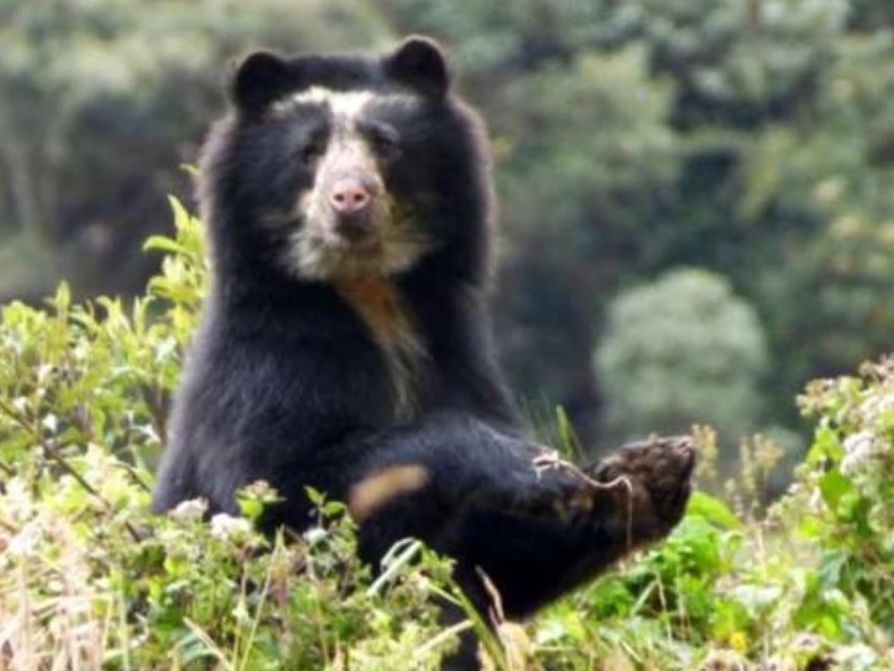 MAATE denunció cacería ilegal de un oso de anteojos en Morona Santiago 