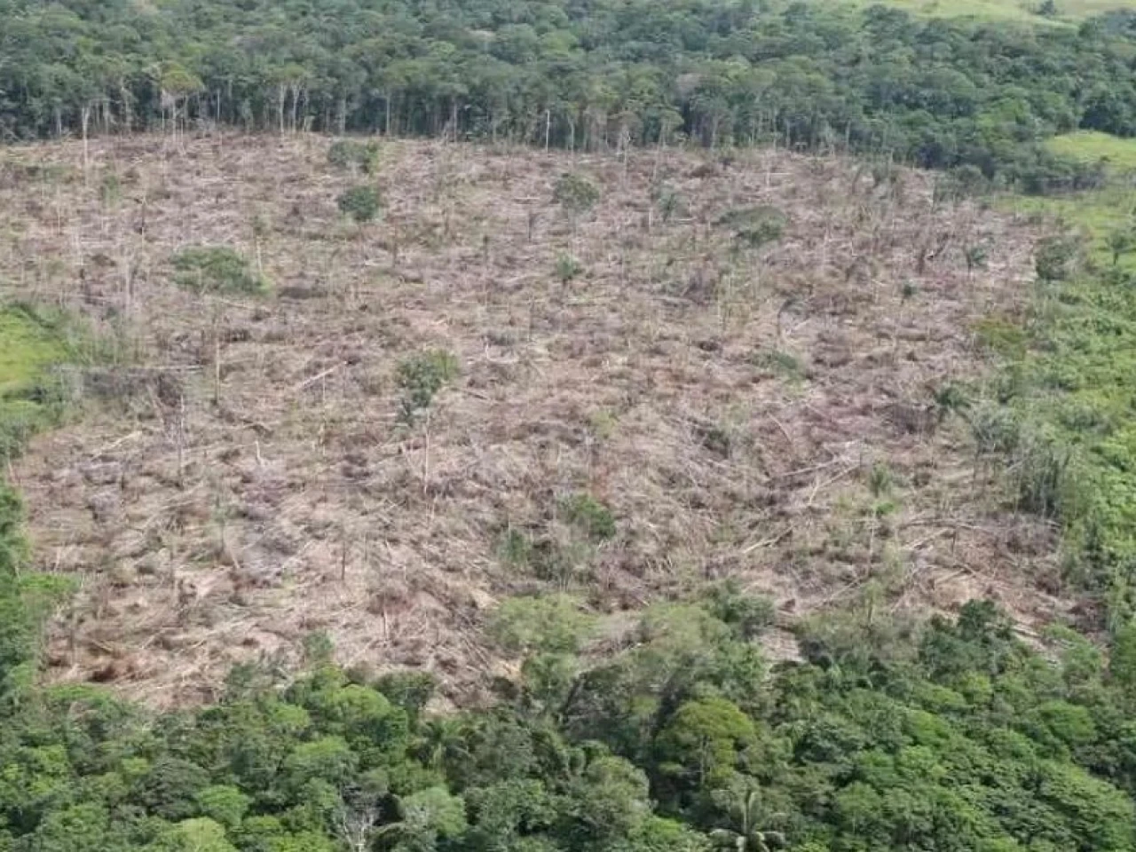 Equipo de Abelardo de la Espriella advierte aumento de la deforestación en parques naturales de Colombia