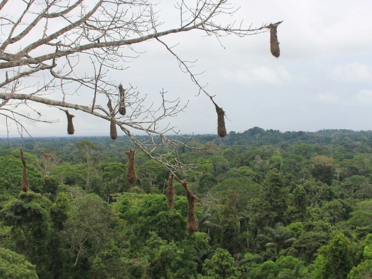 Orellana perdió 61.300 hectáreas de bosque entre 2002 y 2023 