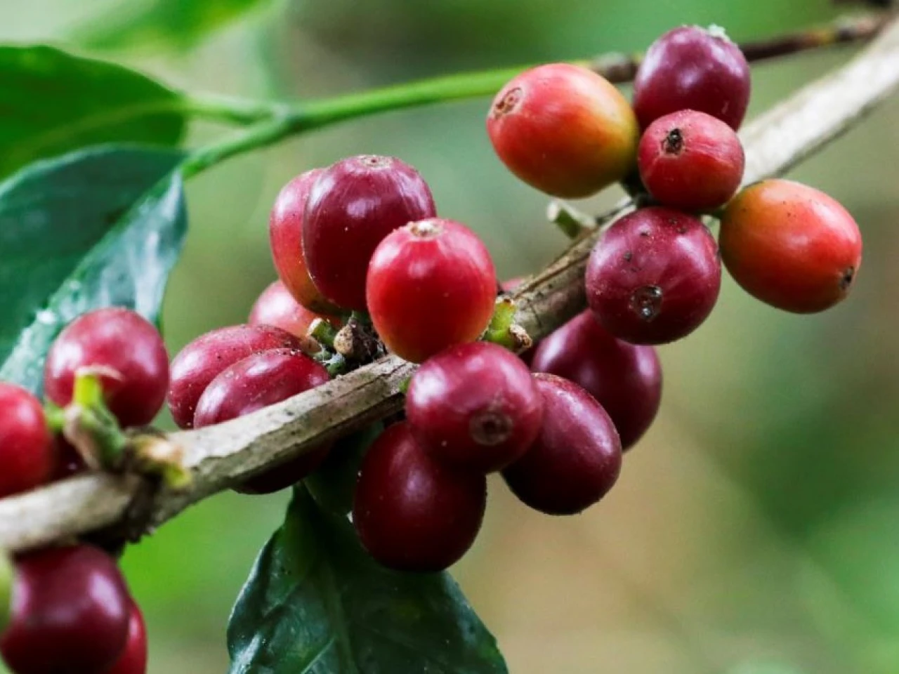 Crisis cafetera: emergencia climática y costos elevan los precios