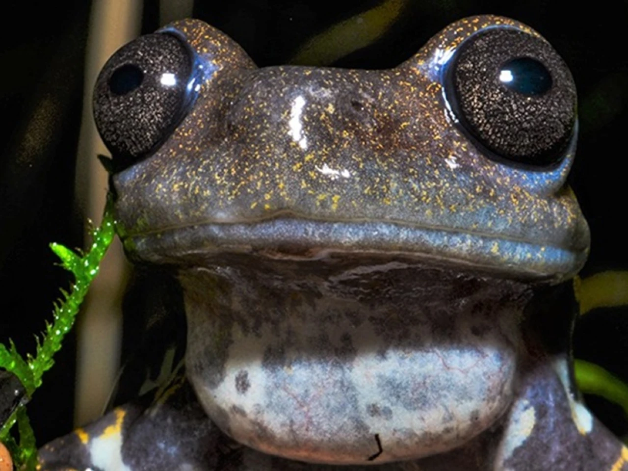 Una guía científica sobre ranas y sapos de los Andes del norte fue presentada