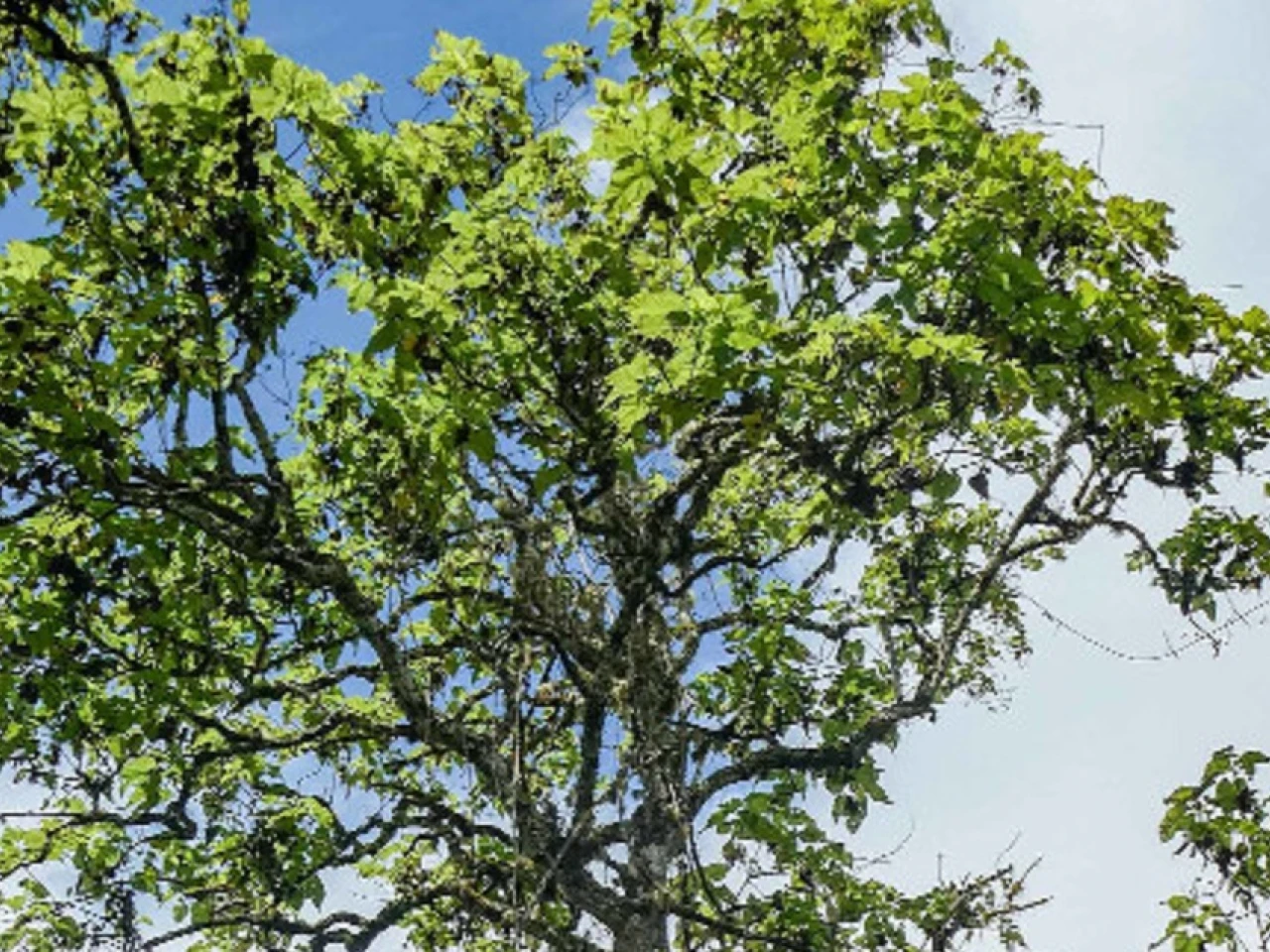 Expertos avanzan en proyecto para salvar planta endémica de Galápagos
