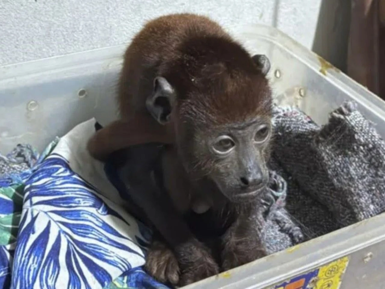 Perú: Red de tráfico ilegal de especies silvestres fue desarticulada