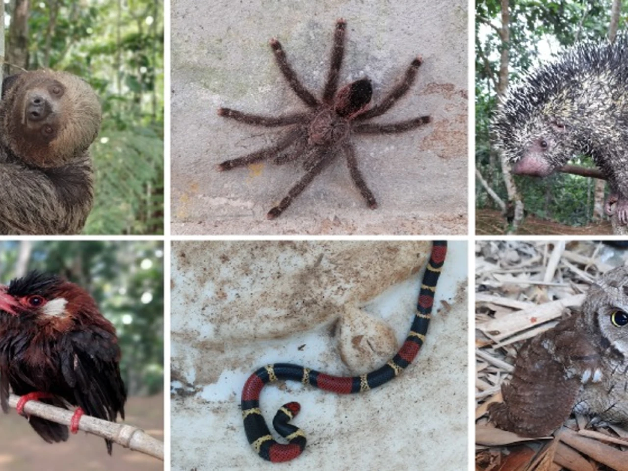 50 especímenes de vida silvestre fueron liberados en el Yasuní