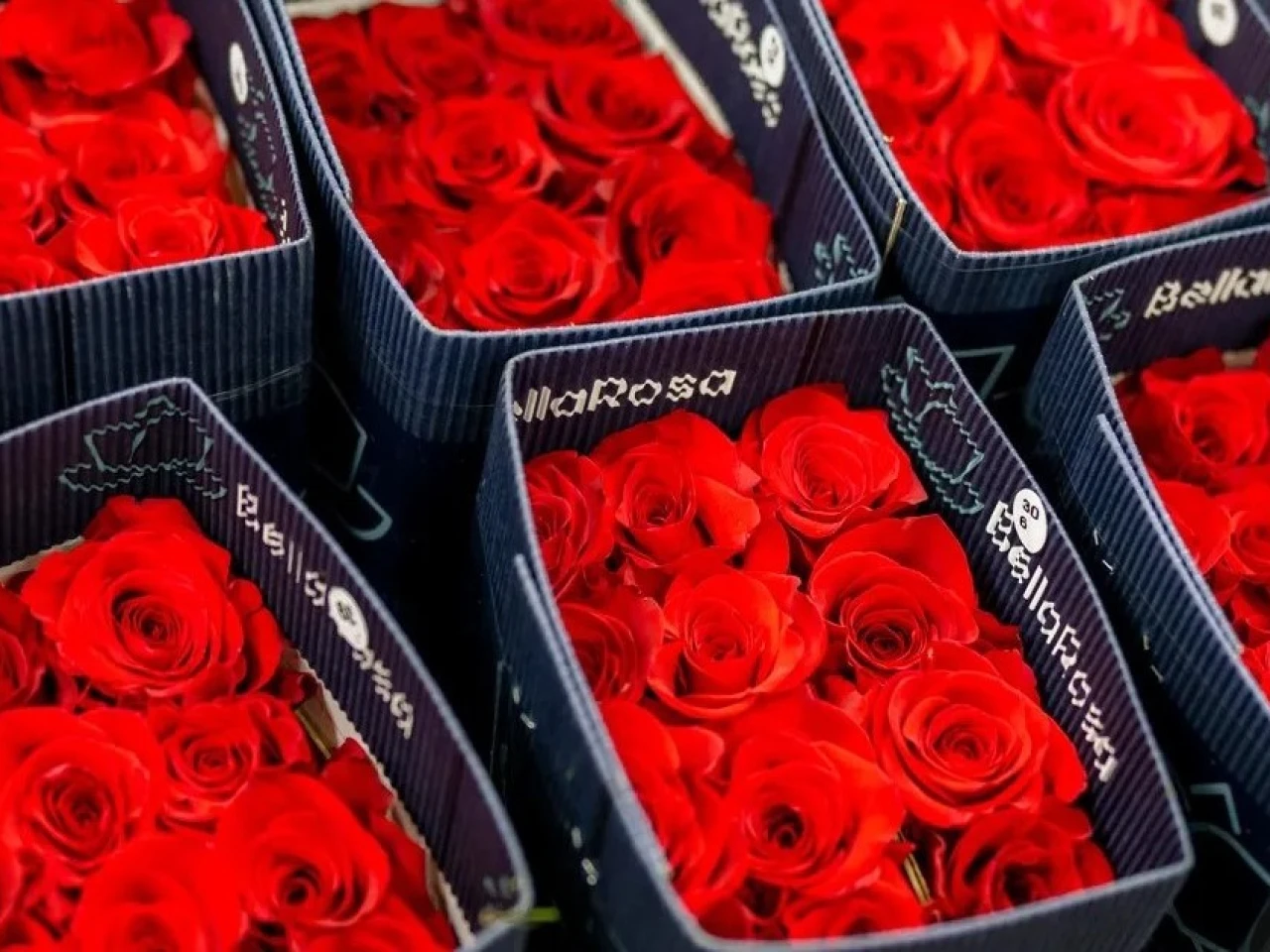 Con flores de Ecuador y Colombia como protagonistas se festeja el Día de Sant Jordi 