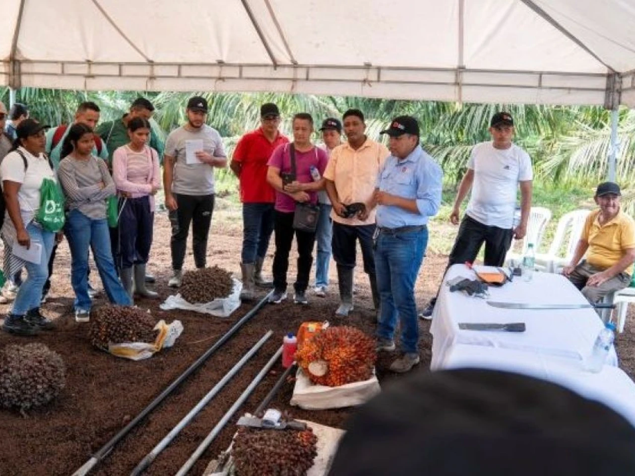 Productores de Orellana reciben capacitación técnica sobre cultivo de palma aceitera