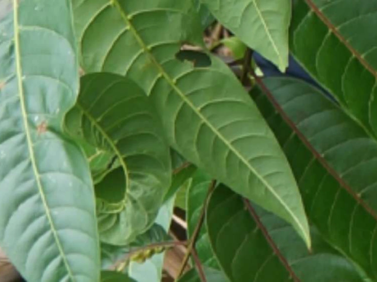 Una nueva especie de árbol fue descubierta en la Amazonía ecuatoriana 