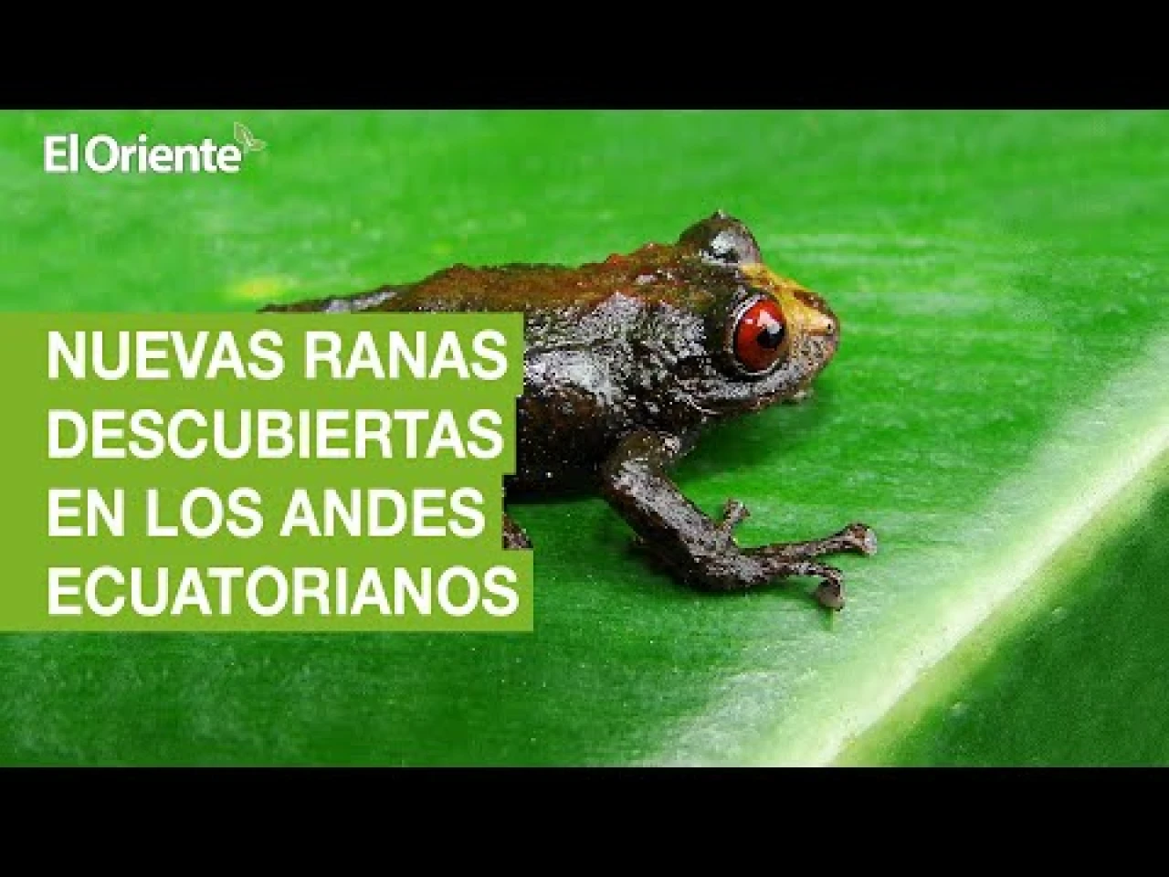 6 nuevas especies de ranas han sido descubiertas en los Andes de Ecuador