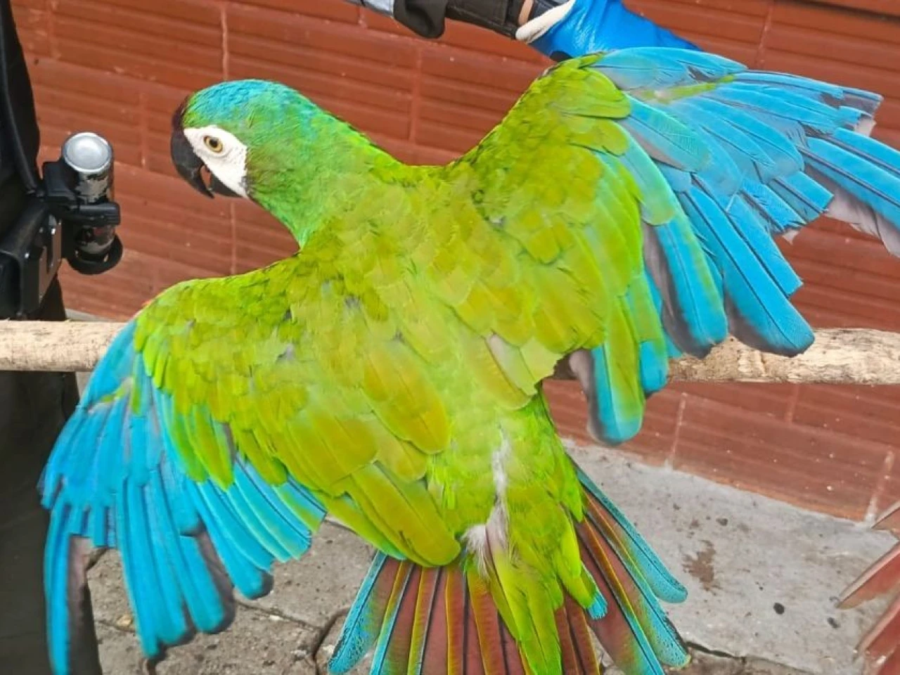 Recuperan aves y tortugas silvestres en controles contra el tráfico ilegal 