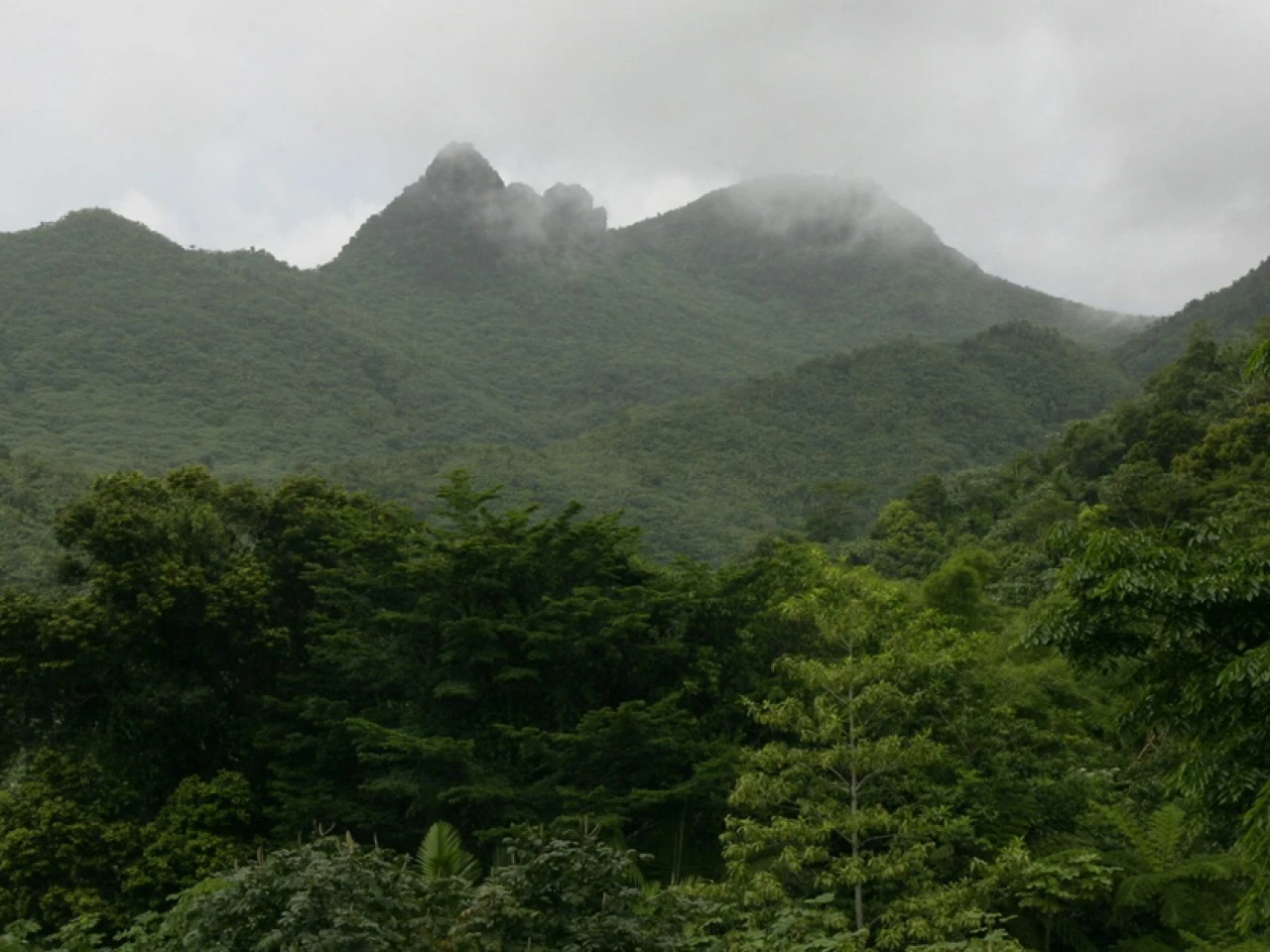 Ecuador tiene potencial de recibir $ 1.000 millones al año en mercados de carbono