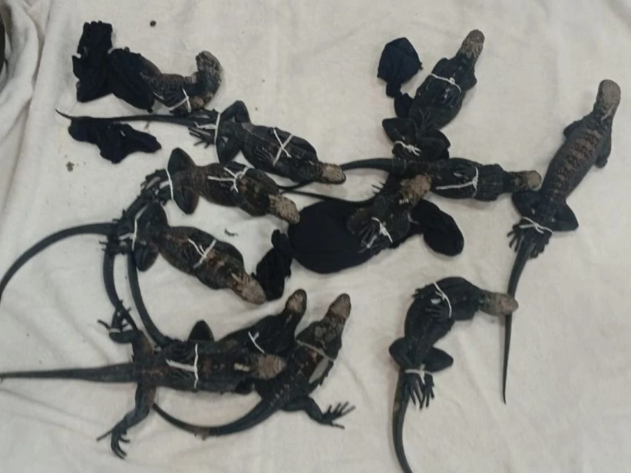 Capturan en Guayaquil a tres personas por tráfico ilegal de iguanas de Galápagos