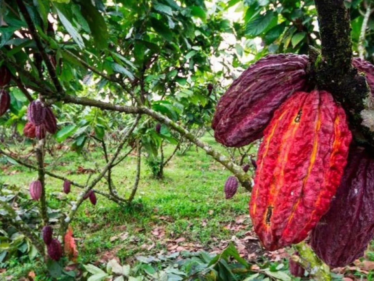 Exportaciones de cacao en Ecuador caen a su nivel más bajo en casi dos años