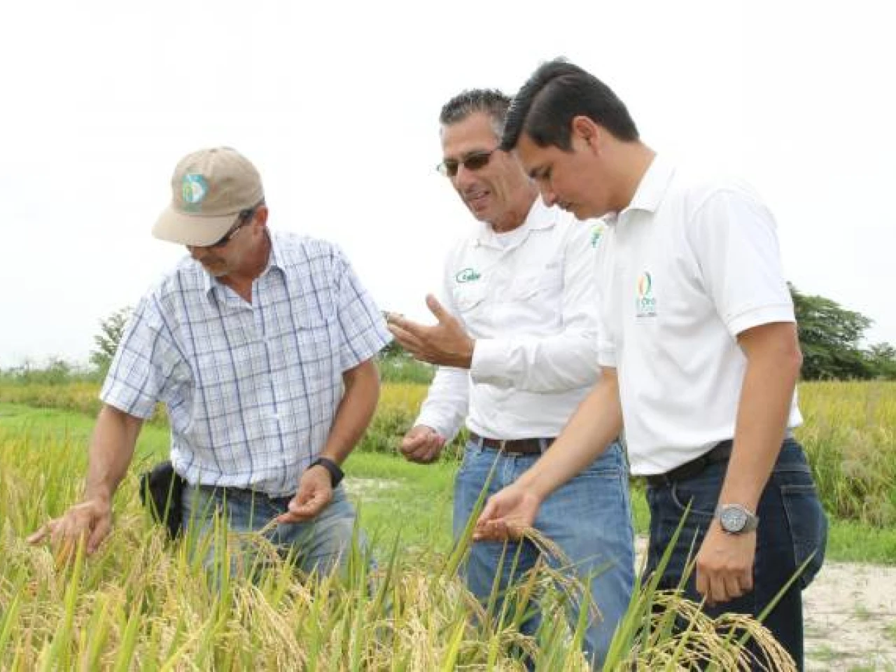 Las tres plagas que tomaron por sorpresa al Ecuador