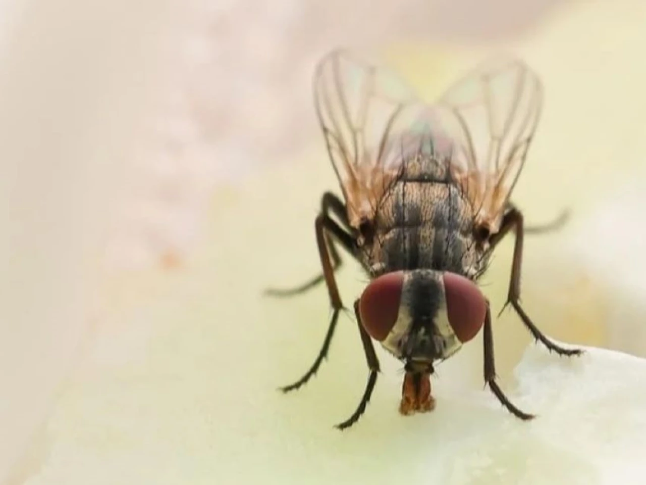 Hallan en Ecuador a especie de mosca registrada antes en Brasil, Costa Rica y Venezuela 