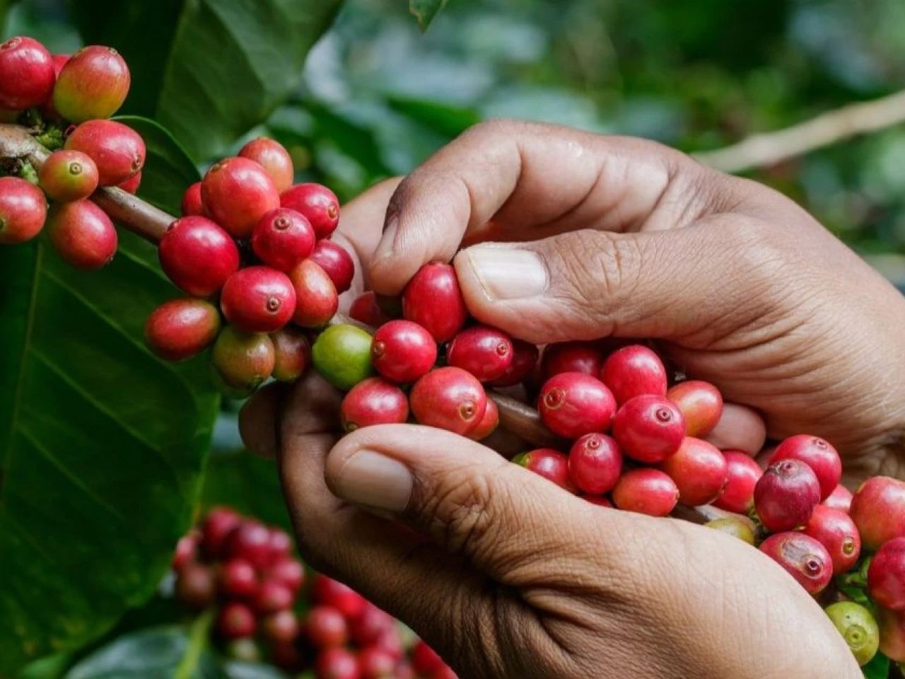 Lluvias reducirán producción y exportación de café en Colombia