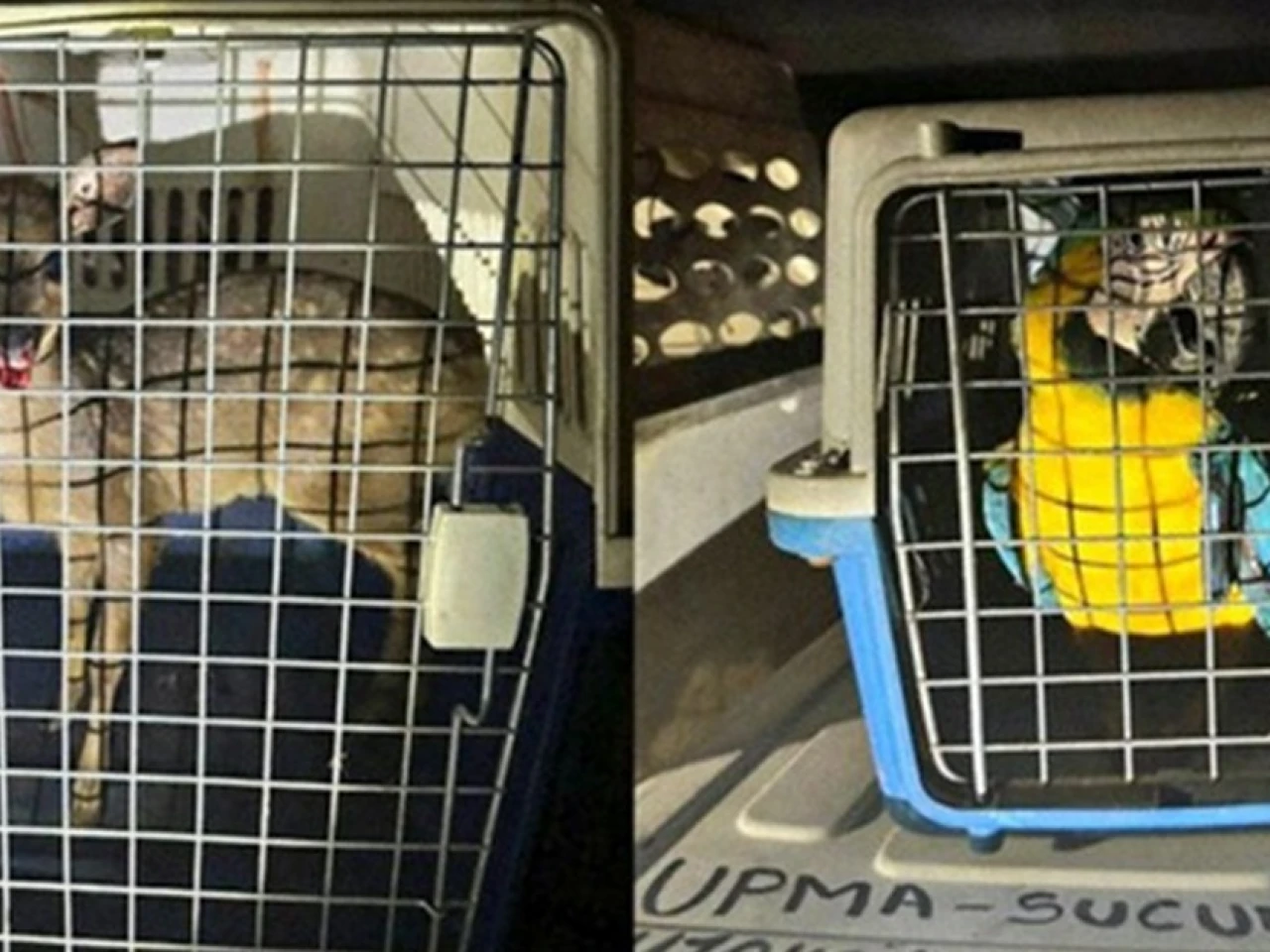 Sucumbíos: 14 animales silvestres fueron encontrados en una casa