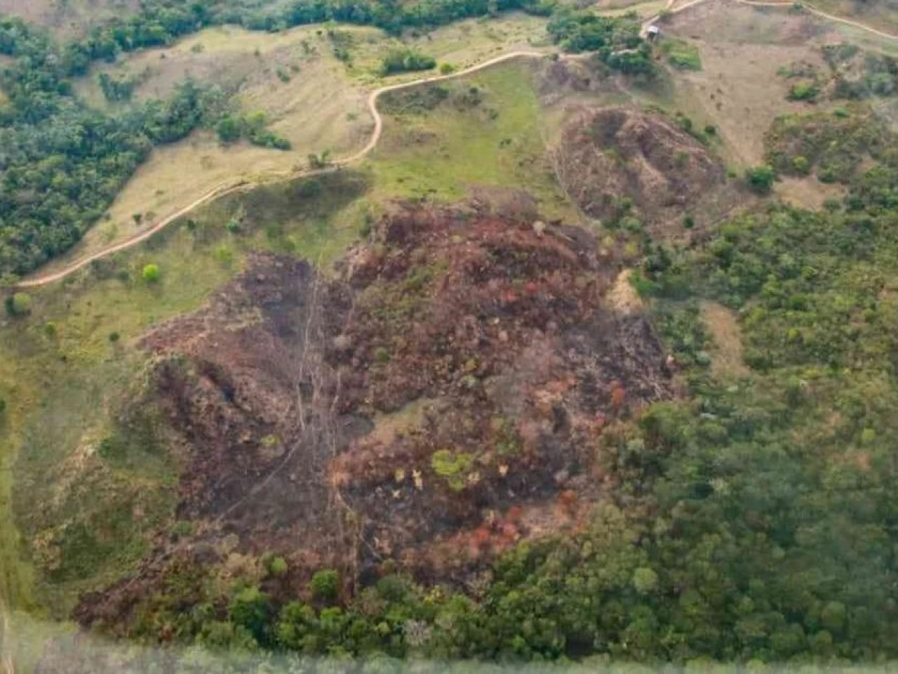 Tres parques amazónicos de Colombia perdieron casi 9.000 hectáreas de bosque en 2025