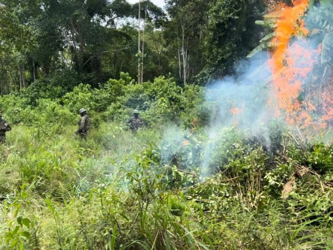 El Ejército destruyó 10.000 plantas de coca en Sucumbíos
