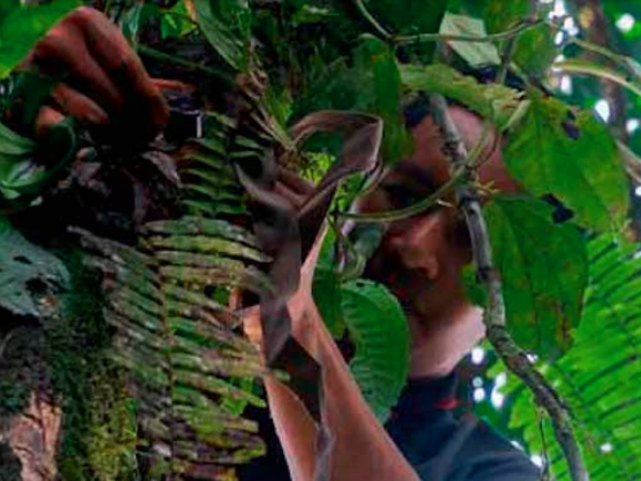 Ecuador: confianza en el anteojo, no en el ojo