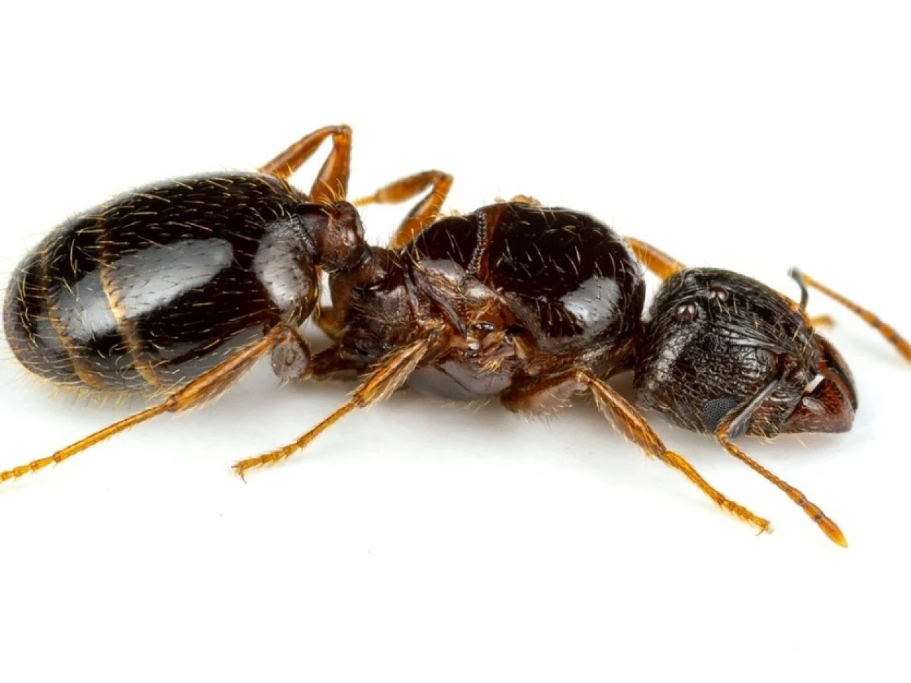 Una de las peores especies de hormigas invasoras fue hallada en Ecuador