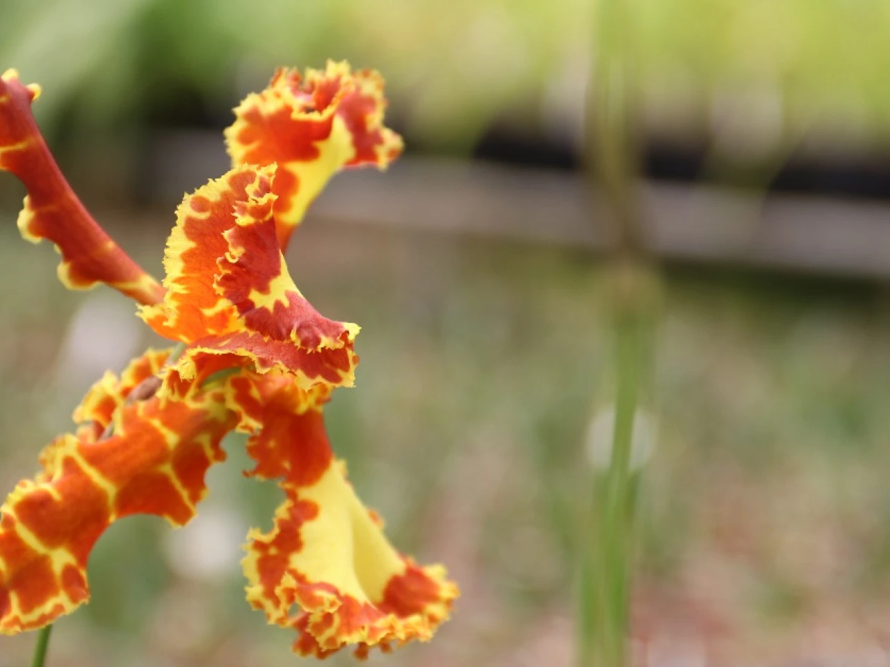 El Pangui, ‘Orquídea de la Amazonía’