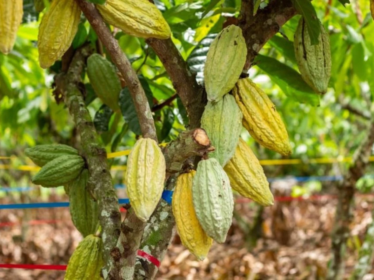 Ecuador impulsa cacao y café libres de deforestación para fortalecer exportaciones a Europa