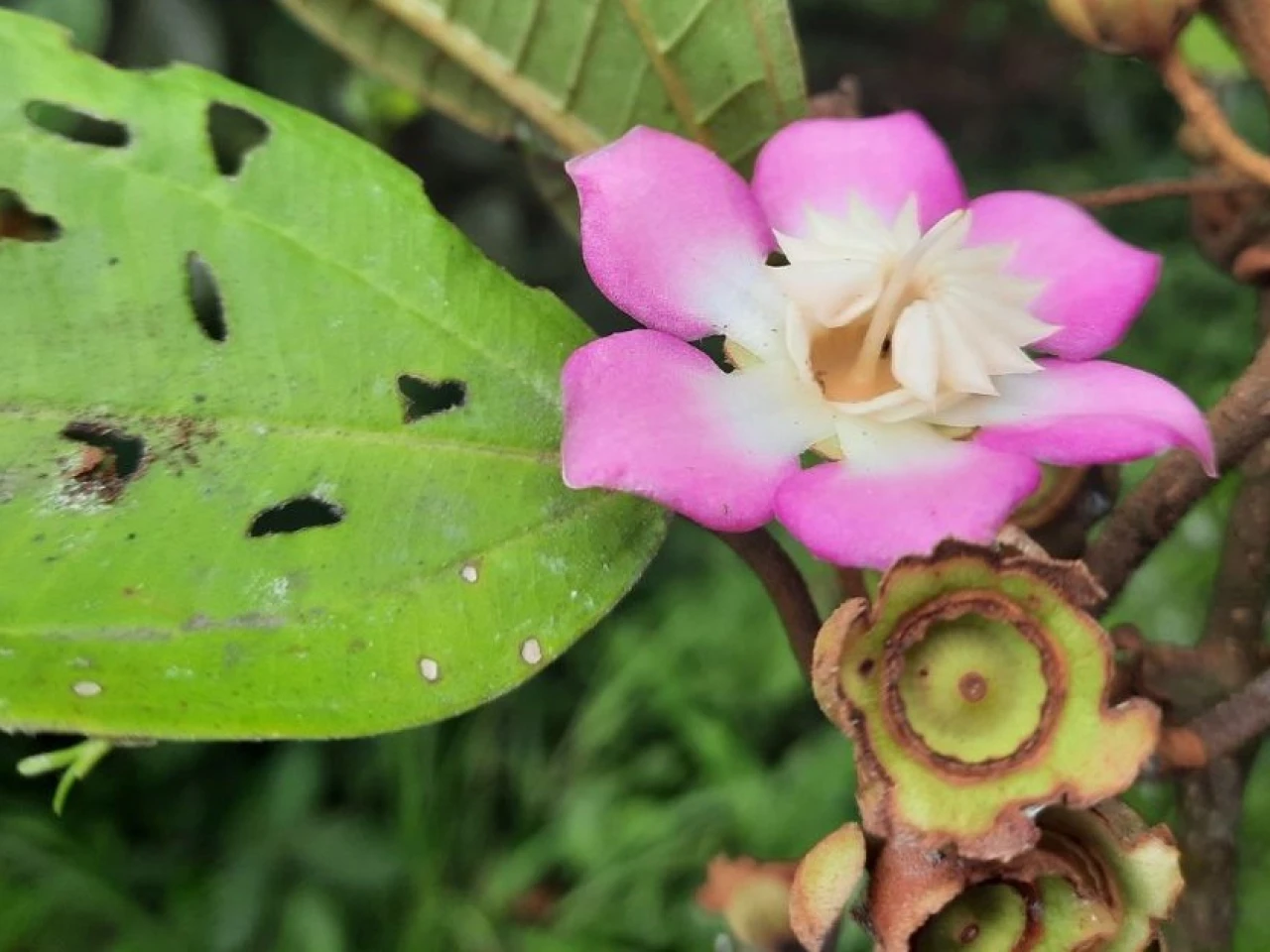 Ecuador descubre tres nuevas especies de plantas y raros métodos de polinización