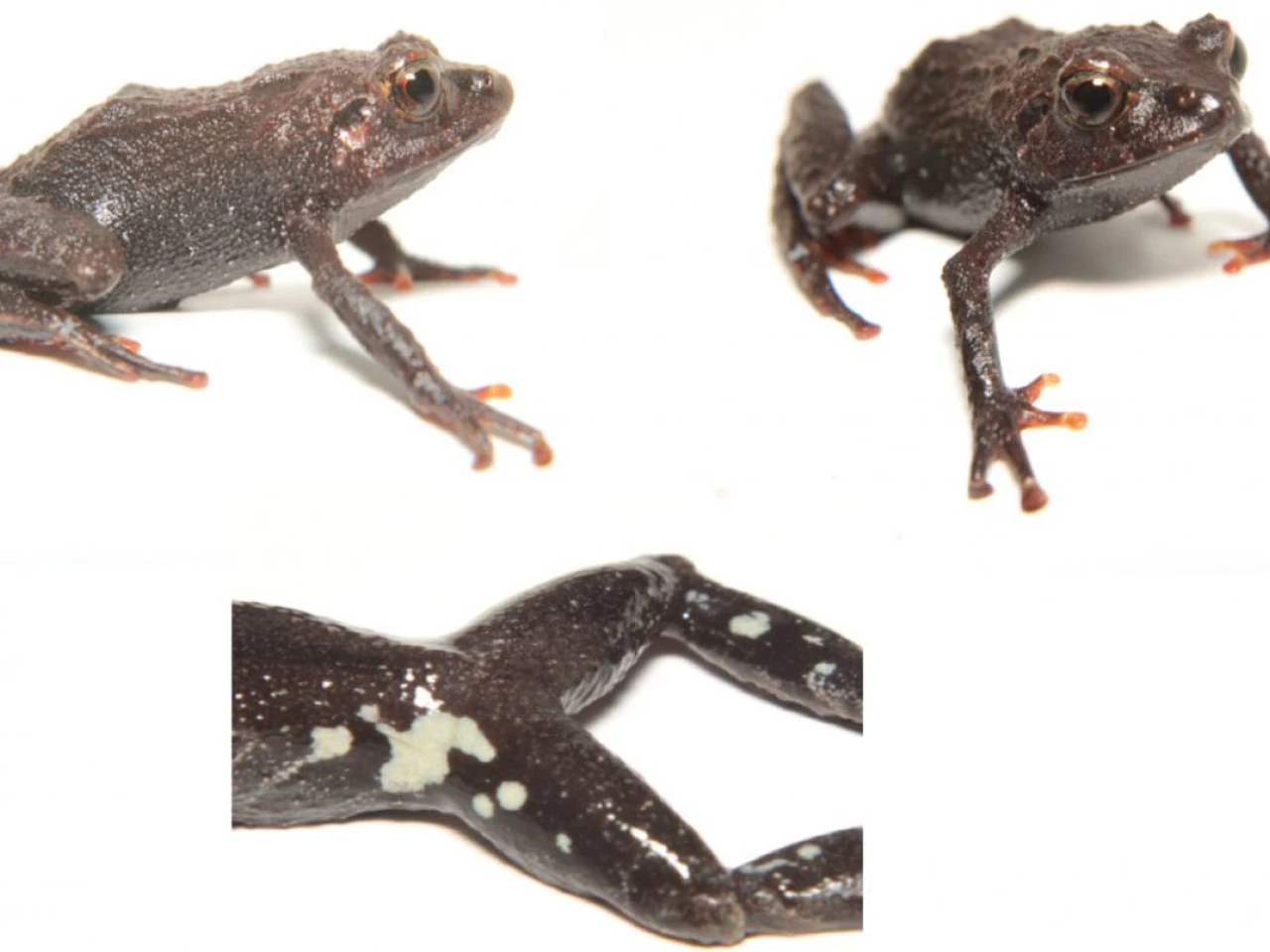 Dos nuevas especies de rana son descubiertas en el sur de Ecuador
