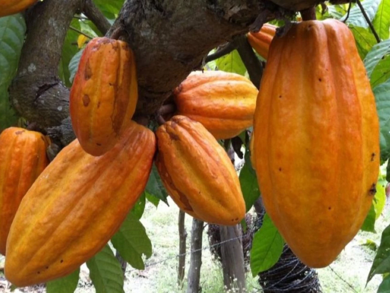 Ecuador apunta a ser el segundo productor mundial de cacao