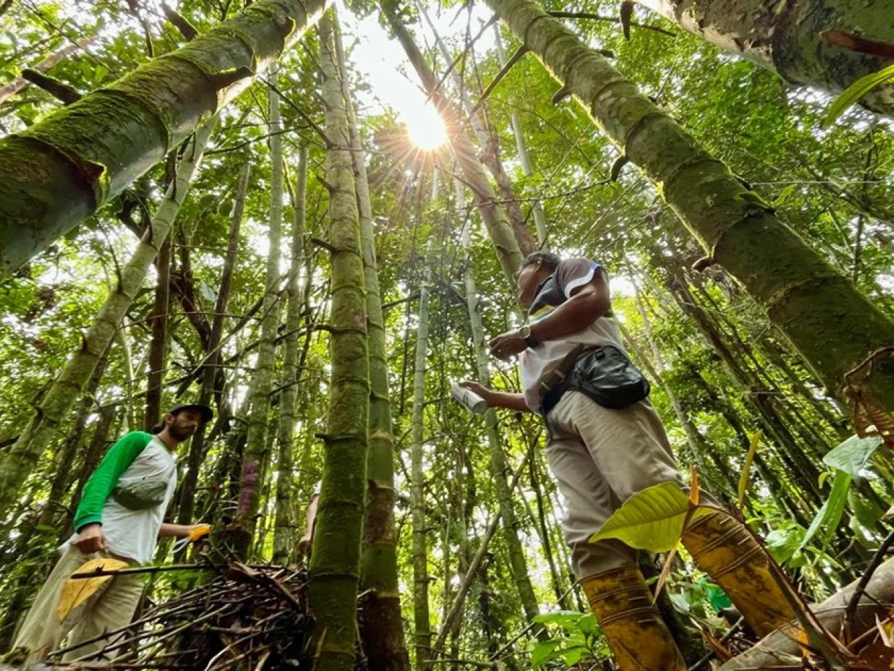 29 productores de Napo participaron en taller sobre bambú 