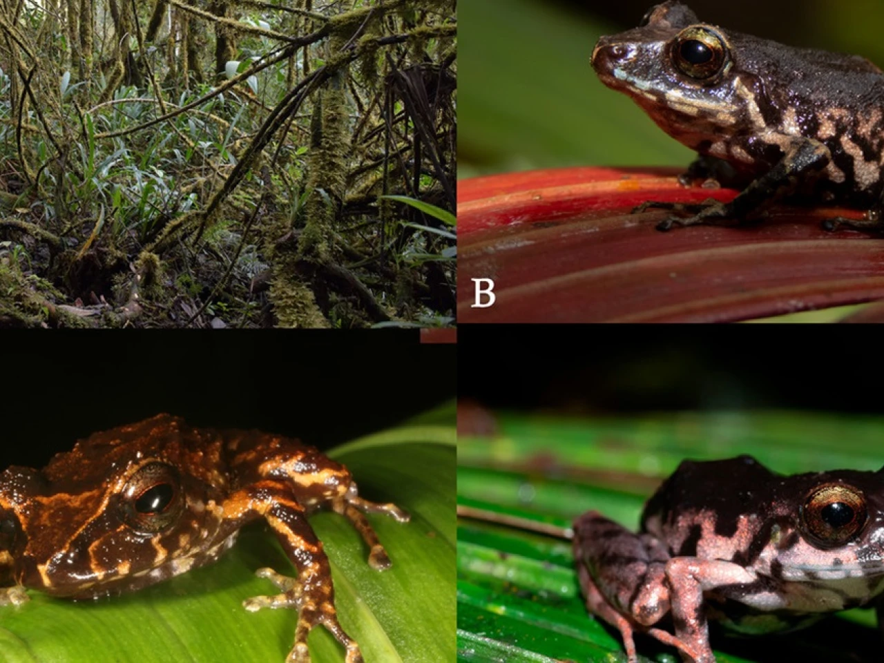 Una nueva especie de rana fue descubierta en Pastaza y Napo