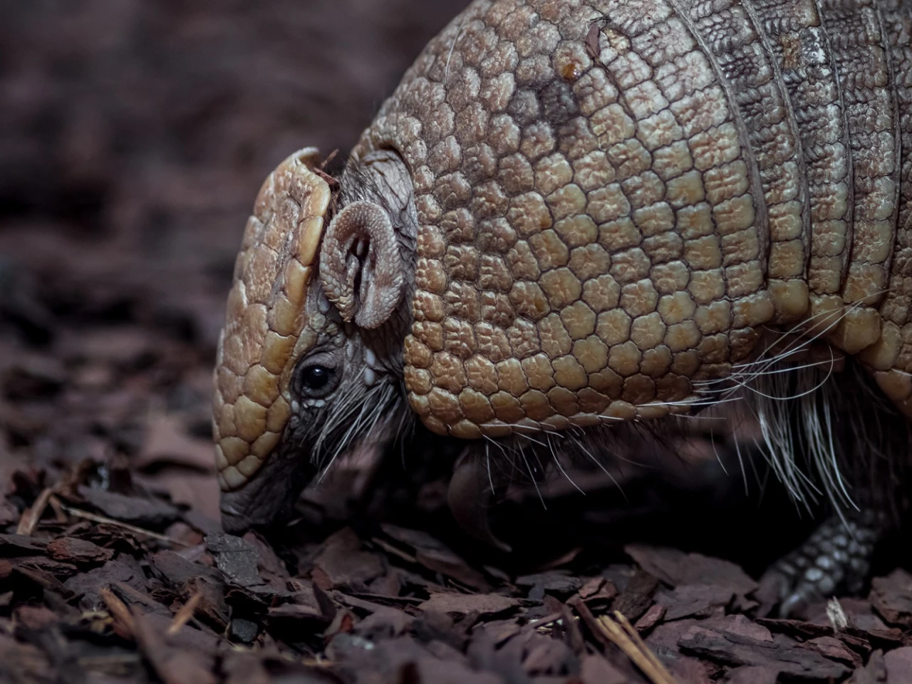 Animales de la costa de Ecuador. Galería de imagenes