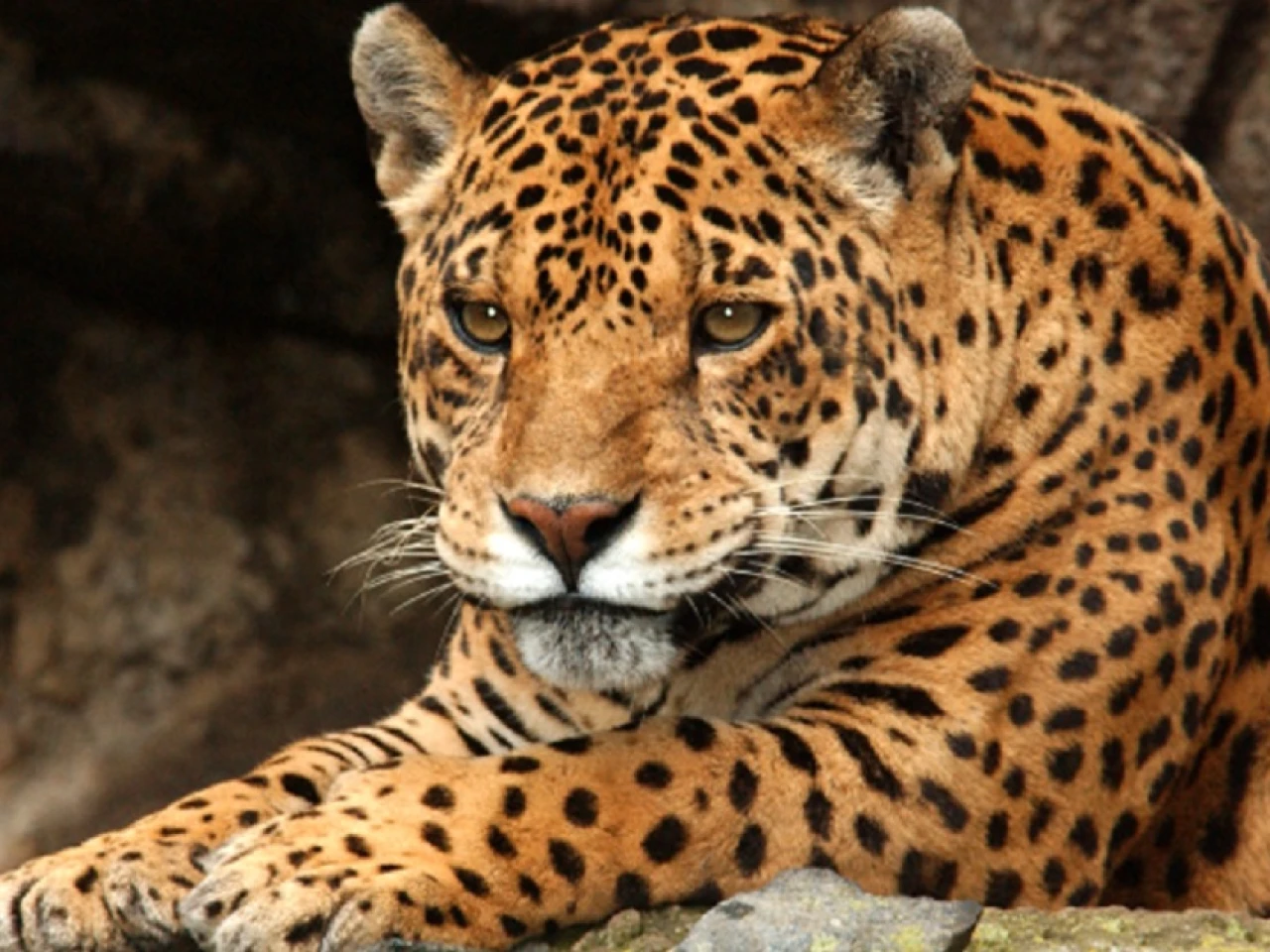 Ecuador presenta un plan para proteger al jaguar amazónico y al tropical 