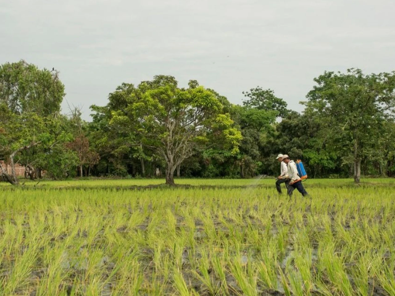 Tensión internacional eleva costos y presiona al agro ecuatoriano
