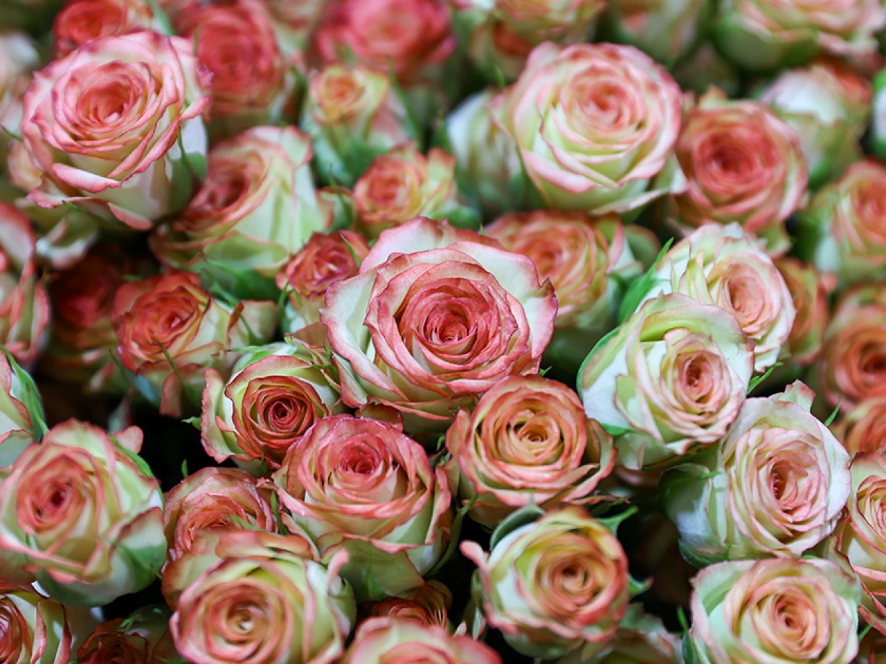 La rosa ecuatoriana, un poema de pétalos que celebra a las madres del mundo