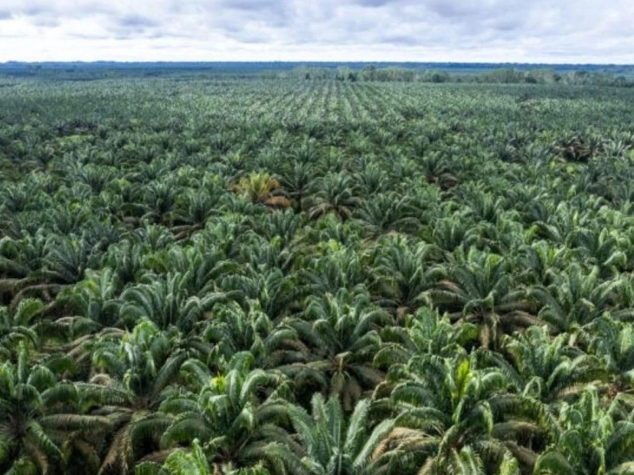 Ecuador abastece 75 % de la demanda mundial de palmito