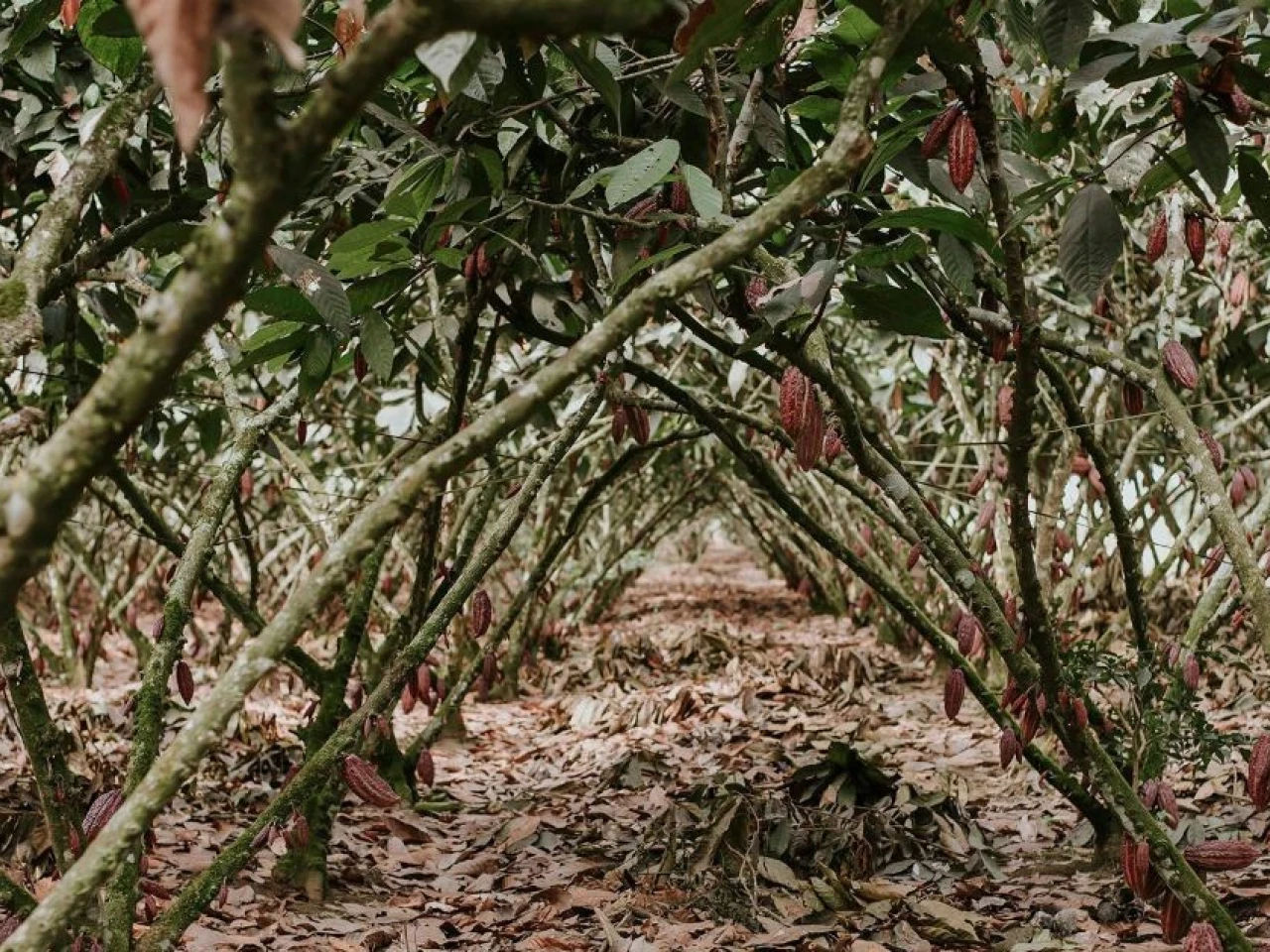 Calor extremo presiona al agro y podría impactar la producción en Ecuador